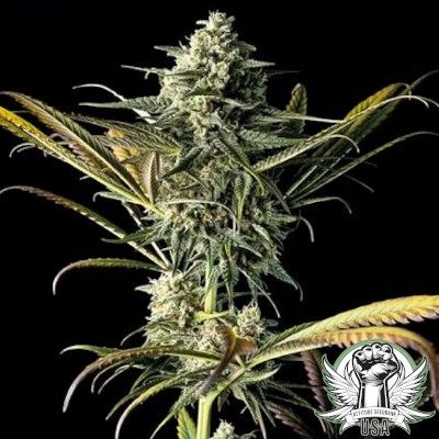 attitude usa bulk seeds blue dream 2_400x400.jpg