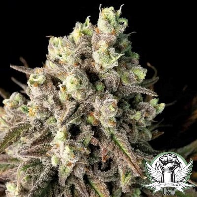 attitude usa bulk seeds blue dream 3_400x400.jpg