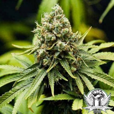 Bruce Banner Seeds