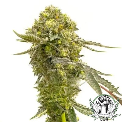 Cinderella 99 Seeds