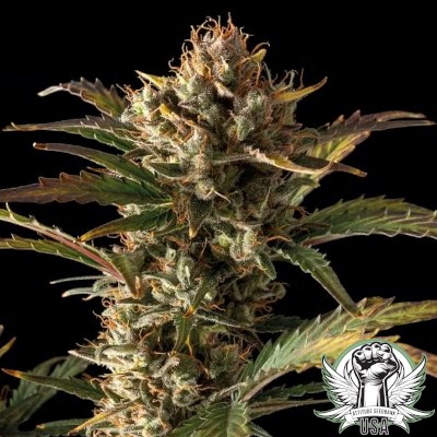 Northern Lights Seeds