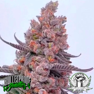 Bulletproof Genetics Seeds P.B. Shoog