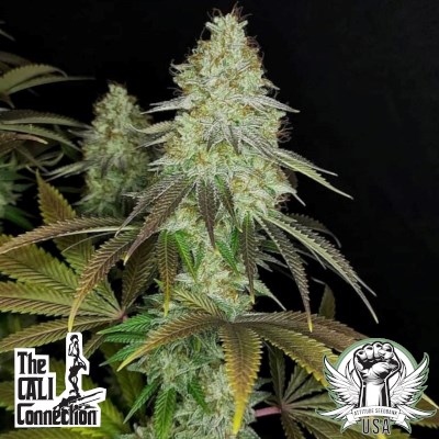 Cali Connection Seeds 818 Headband