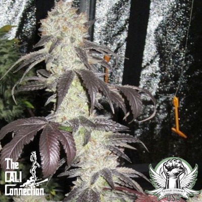 Cali Connection Seeds Black Kush