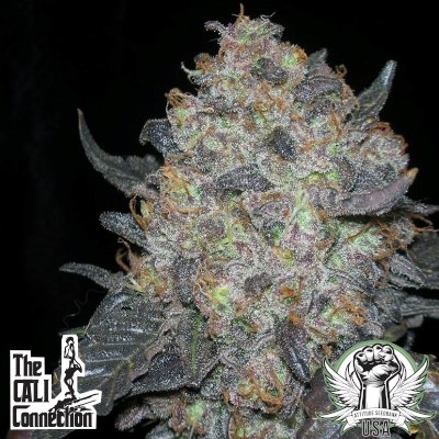 Cali Connection Seeds Blackwater