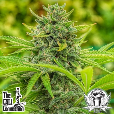attitude usa cali connection clementine slush 2_400x400.jpg