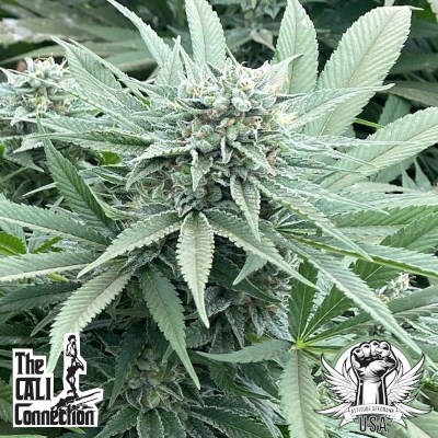 Cali Connection Seeds Delizie al Limone