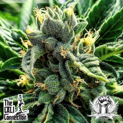 Cali Connection Seeds Gelato al Limone