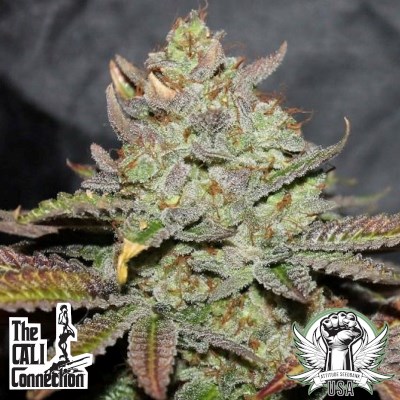 Cali Connection Seeds GS Cookies