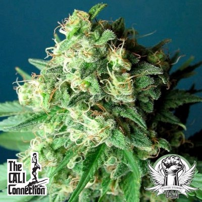 Cali Connection Seeds Green Crack