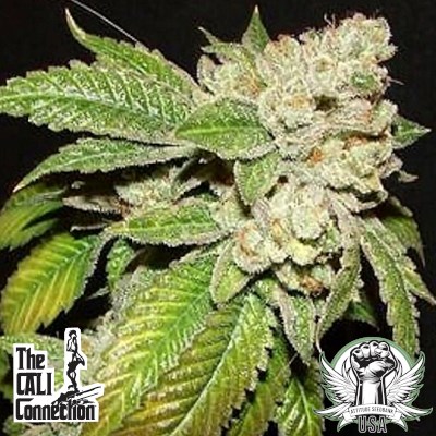 Cali Connection Seeds Larry OG Kush