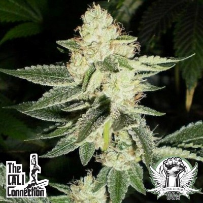 Cali Connection Seeds Louis XIII OG