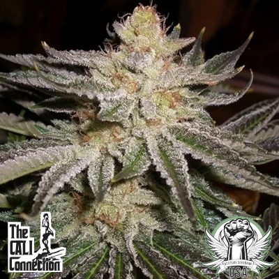 Cali Connection Seeds Original Sour Diesel