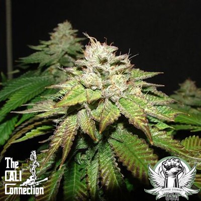 Cali Connection Seeds Pre 98 Bubba Kush S1