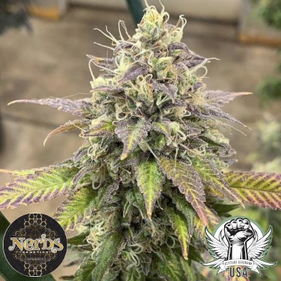 Nerds Genetics Seeds Candy Flip