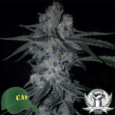 Capulator Seeds Coolio Beans