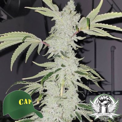 Capulator Seeds Goat Gas