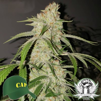 Capulator Seeds Miracle Grow