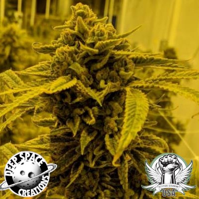 Deep Space Creations Seeds Chem De La Chem F4