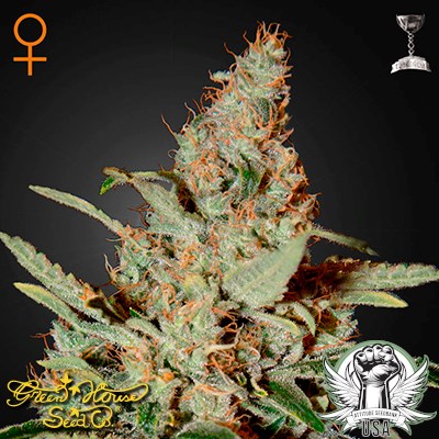 Green House Seeds Chemdog