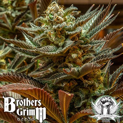 Brothers Grimm Seeds Cinderella 99