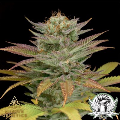 Cipher Genetics Seeds 100 Rackz