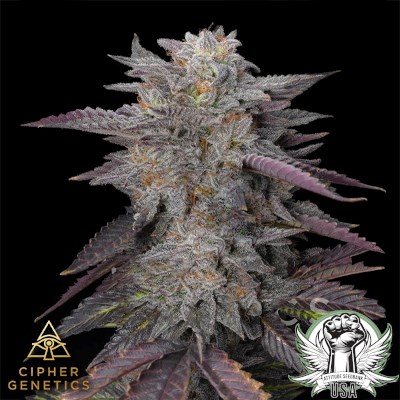 Cipher Genetics Seeds Caramelz