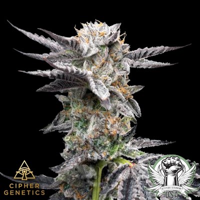 Cipher Genetics Seeds Chikitaz