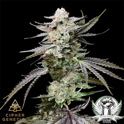 Cipher Genetics Seeds Prism OZ