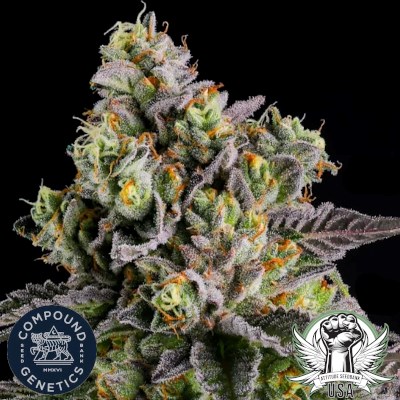 Compound Genetics Seeds A.B. Parfait