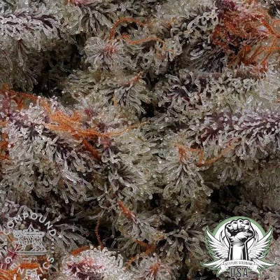 Compound Genetics Seeds El Valle Haze