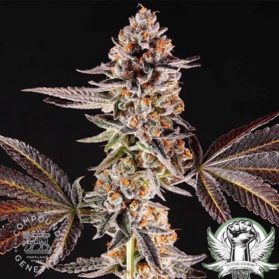 Compound Genetics Seeds La Bomba