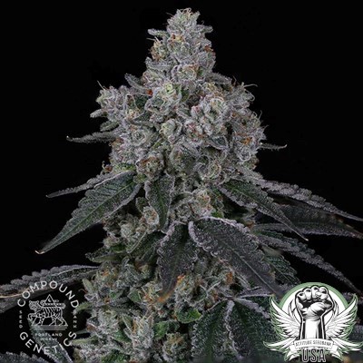 Compound Genetics Seeds Marshmallow OG