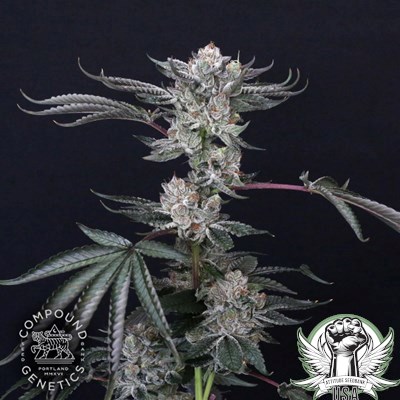 Compound Genetics Seeds Luxar-Dos