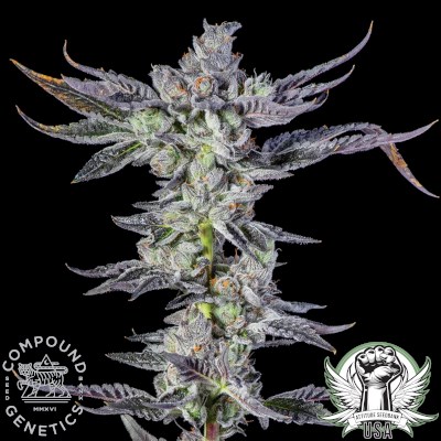 Compound Genetics Seeds Park Avenue Pavé