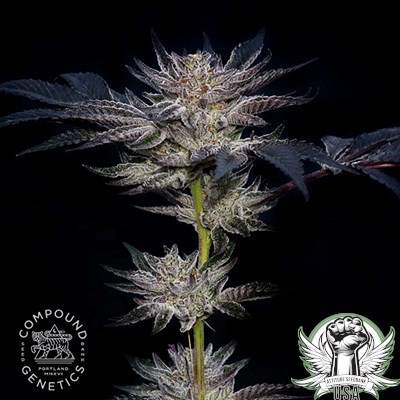 Compound Genetics Seeds Slipstream