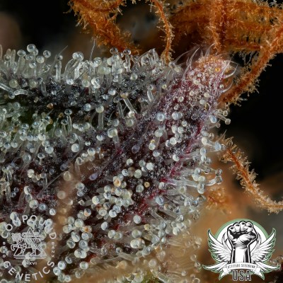 attitude usa compound strawberry skrilla 4_400x400.jpg