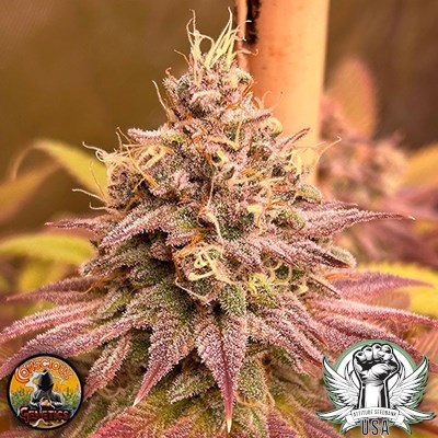 attitude usa conscious genetics blood diamonds 5_400x400.jpg