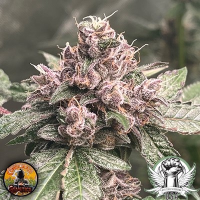 Conscious Genetics Pink Mintz