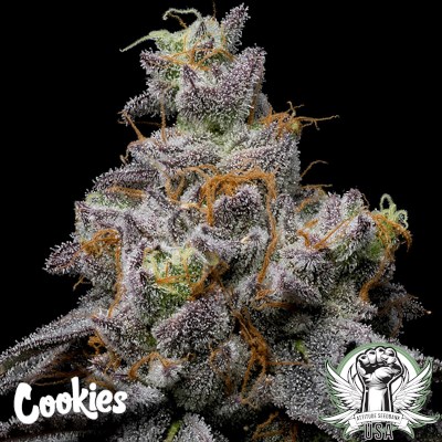 Cookies Seeds Animal Cake x Hollywood