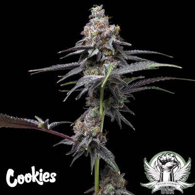attitude usa cookies animal cake x hollywood 3_400x400.jpg