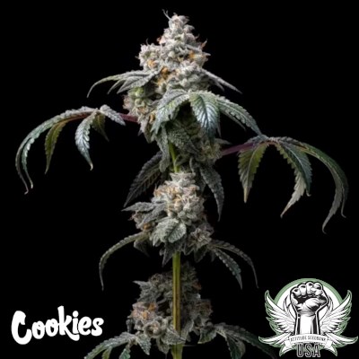 Cookies Seeds Dirty Diana