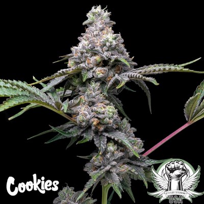 attitude usa cookies papaya x hollywood 2_400x400.jpg