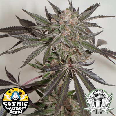 attitude usa cosmic wisdom twerpz2_400x400.jpg