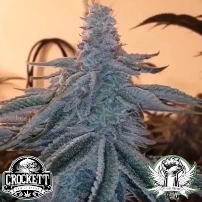 Crockett Family Farms 24K