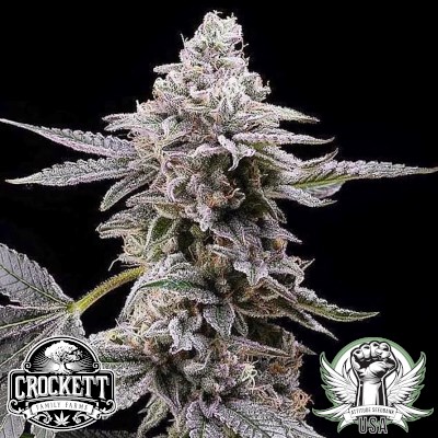 Crockett Family Farms Seeds Clementine