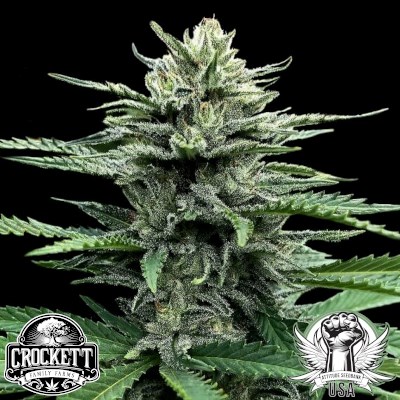 Crockett Family Farms Seeds Strawnana AUTO