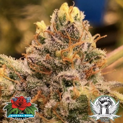 The Crystal Rose Seed Co Seeds Cozmic Brownies