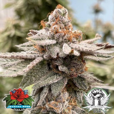 The Crystal Rose Seed Co Seeds Ganache