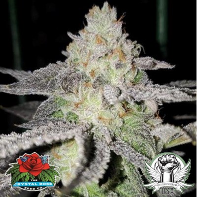 The Crystal Rose Seed Co Seeds Pie Eyed